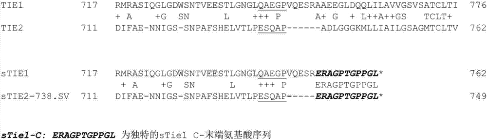 STie2 fusion protein, carrier thereof and pharmaceutical composition containing sTie2 fusion protein