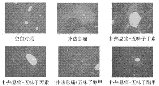 Application of schisandra chinensis monomer compound in preparation of drugs for prevention and treatment of hepatotoxicity caused by acetaminophen