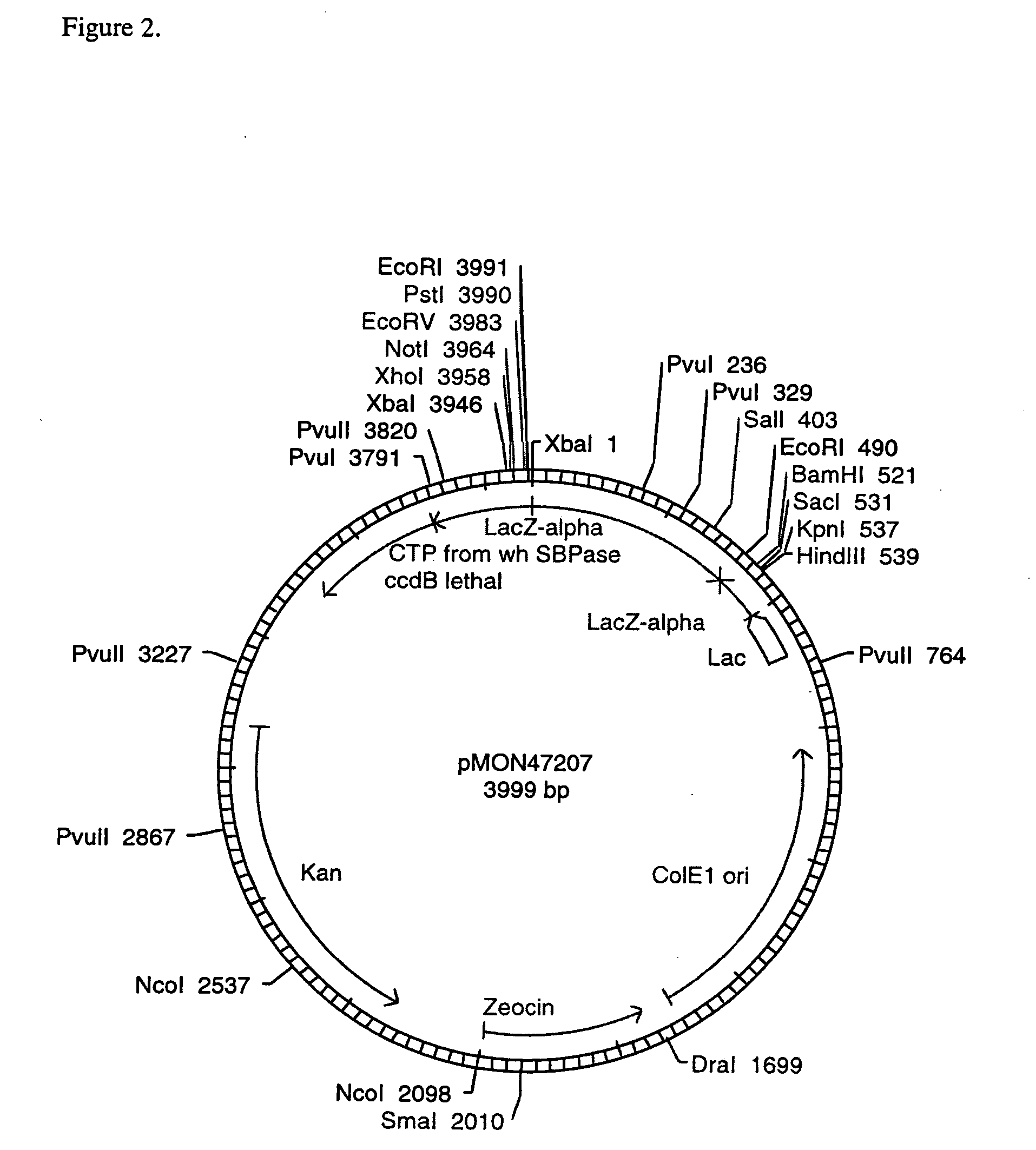 Expression of sedoheptulose 1,7 bisphosphatase in transgenic plants