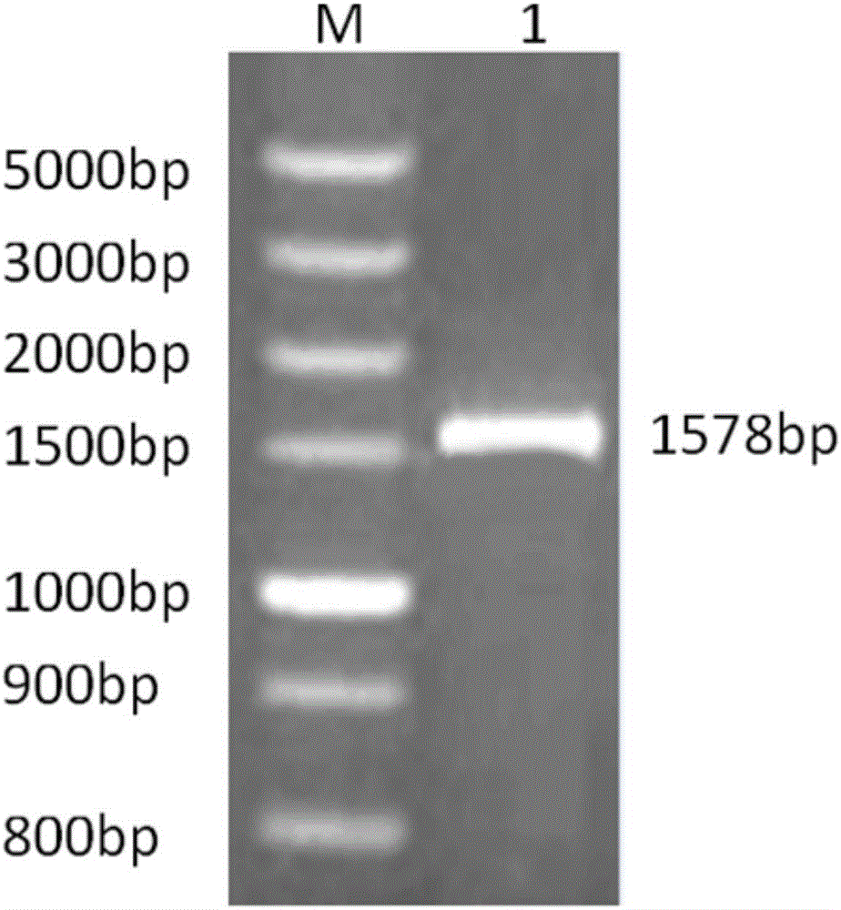 Group-I type-4 aviadenovirus DNA vaccine, and preparation method and application thereof