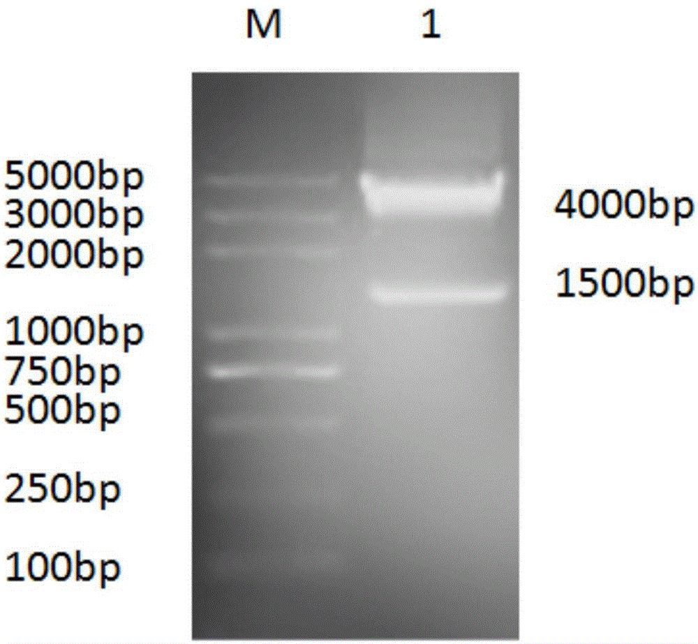 Group-I type-4 aviadenovirus DNA vaccine, and preparation method and application thereof