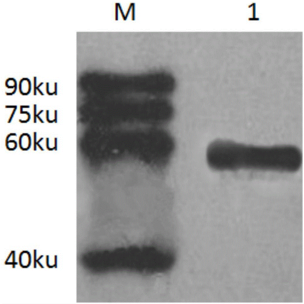 Group-I type-4 aviadenovirus DNA vaccine, and preparation method and application thereof