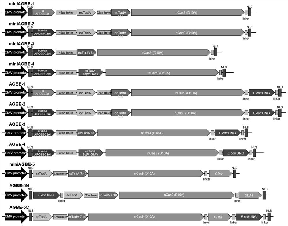 Fusion protein, double-deaminase-mediated base editing system containing same and application of double-deaminase-mediated base editing system