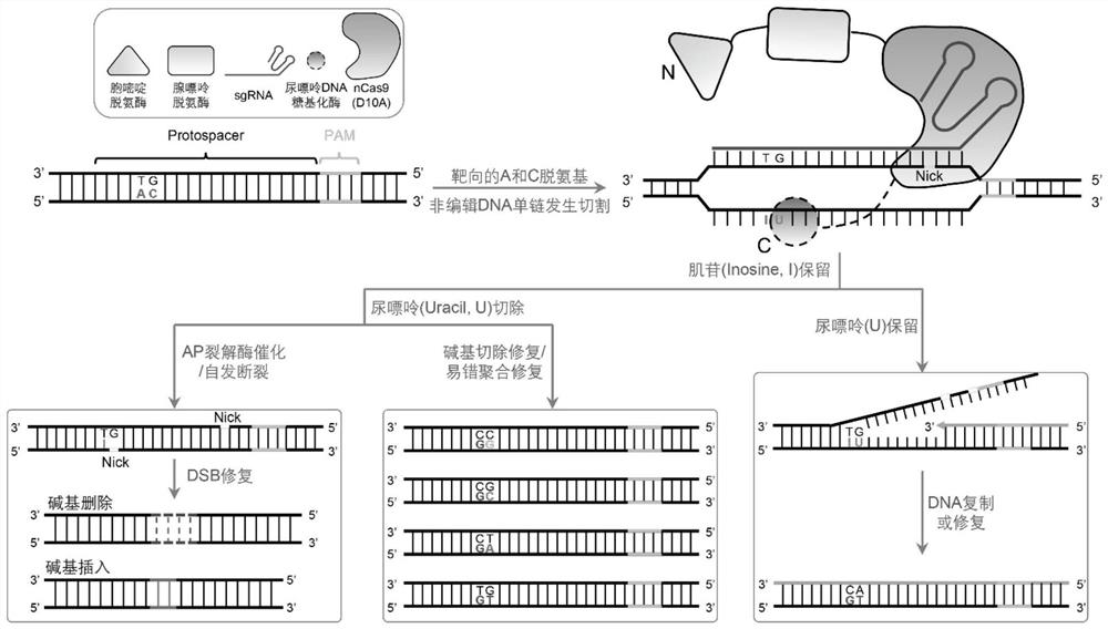 Fusion protein, double-deaminase-mediated base editing system containing same and application of double-deaminase-mediated base editing system