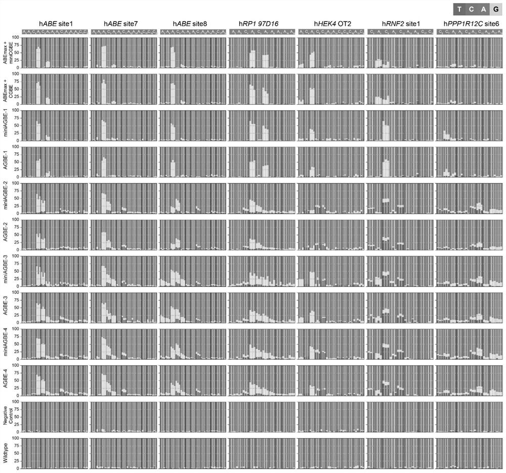 Fusion protein, double-deaminase-mediated base editing system containing same and application of double-deaminase-mediated base editing system