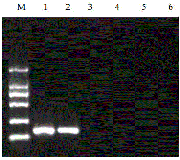 RT-HDA primer, kit and method for detecting tomato spotted wilt virus