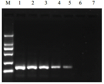 RT-HDA primer, kit and method for detecting tomato spotted wilt virus