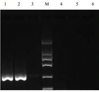 RT-HDA primer, kit and method for detecting tomato spotted wilt virus