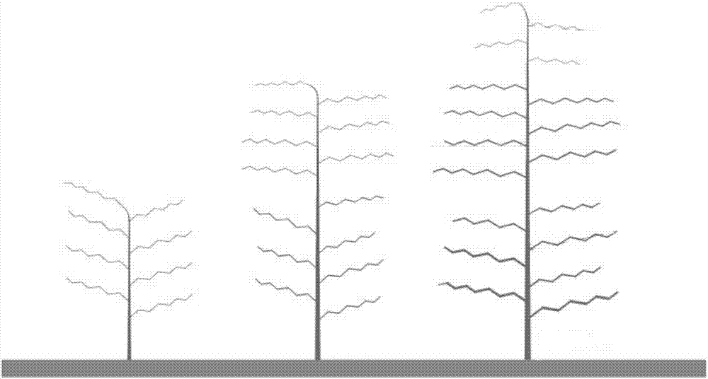 Tree form suitable for reconstruction of Xinjiang close planting date garden and pruning method thereof