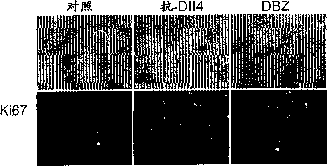 Compositions and methods for modulating vascular development