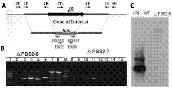 Fungus genetic screening method based on marker gene