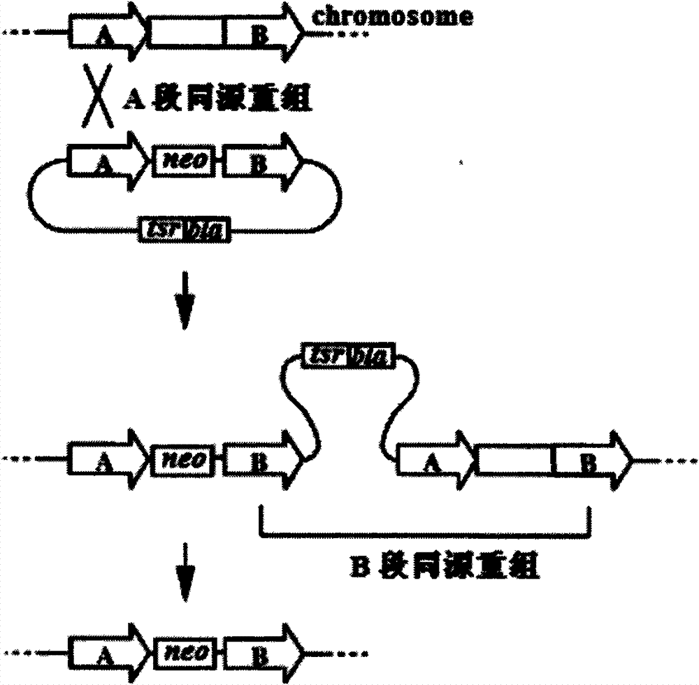 Gene recombination mediated by phiC312 and inheritance reformation for erythrocin producing bacterium