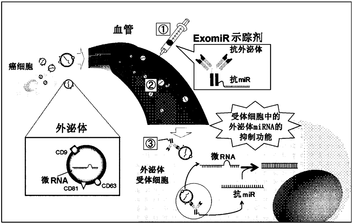 Complex capable of inhibiting genetic function in exosome, and cancer proliferation and/or metastasis suppressor