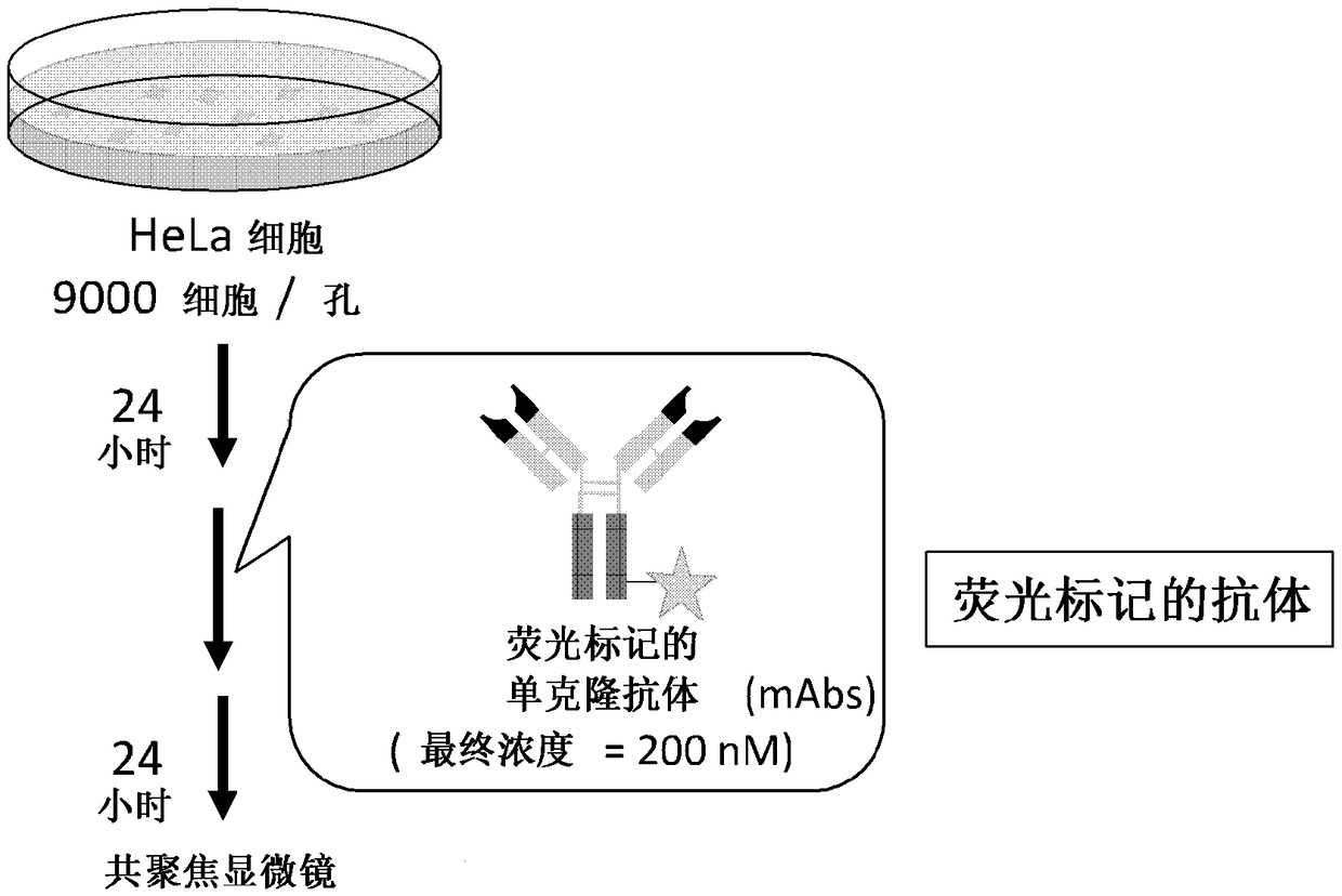 Complex capable of inhibiting genetic function in exosome, and cancer proliferation and/or metastasis suppressor