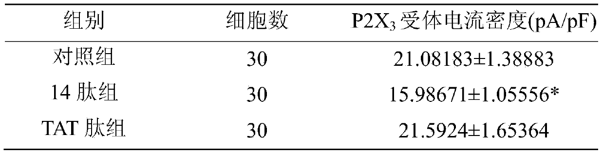 Polypeptide micromolecule and application thereof in preparation of medicine for preventing and treating bladder overactivity