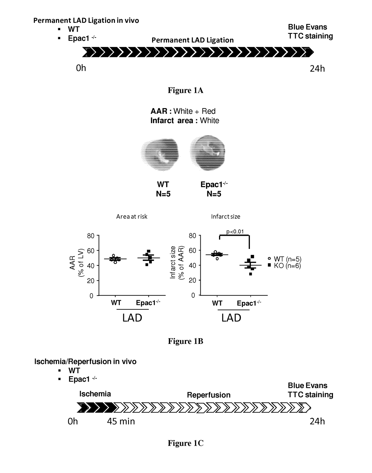 Tetrahydroquinoline derivatives and their use as EPAC1 inhibitors for the treatment of myocardial infarction injury