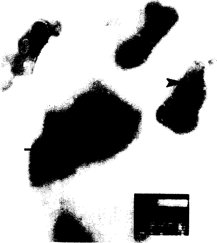 Leucodermia virus rapid detecting kit, and its preparing and using method