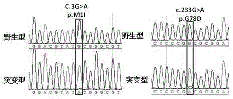 Kit for detecting mycobacterium tuberculosis pncA gene mutation