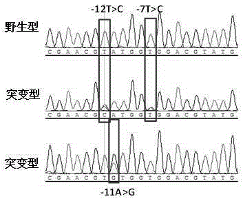 Kit for detecting mycobacterium tuberculosis pncA gene mutation