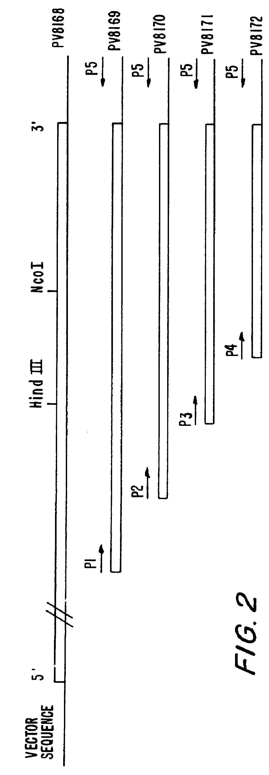 Bacillus stearothermophilus DNA Polymerase I (klenow) clones including those with reduced 3'- to -5' exonuclease activity