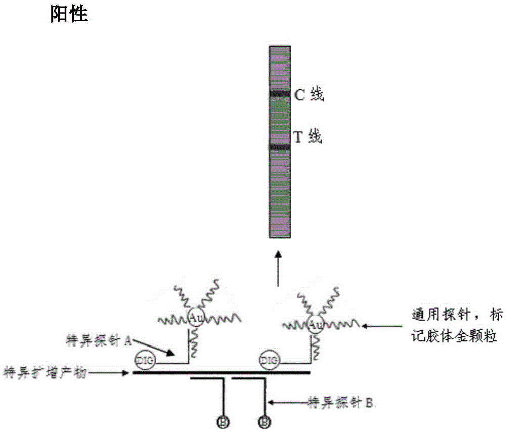 Method for detecting nucleic acid by colloidal gold chromatography technology and reagent kit