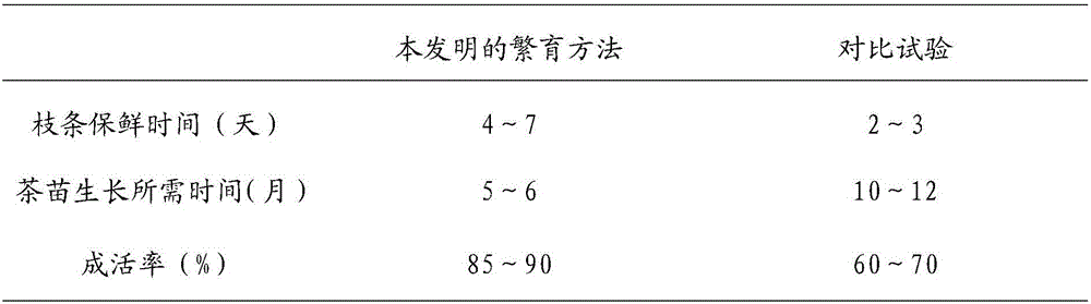 A breeding method for wild tea nursery stocks