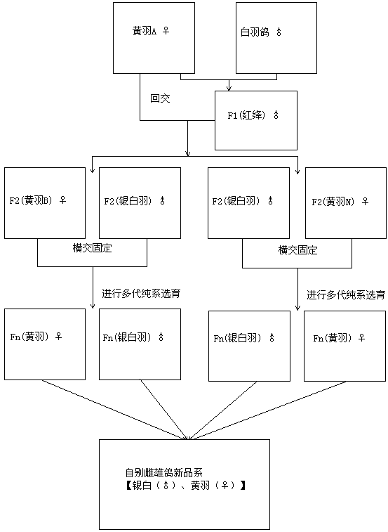 Method for breeding auto-sexing pigeon new lines