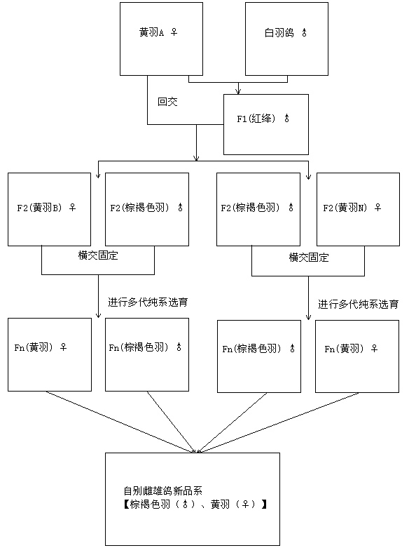 Method for breeding auto-sexing pigeon new lines