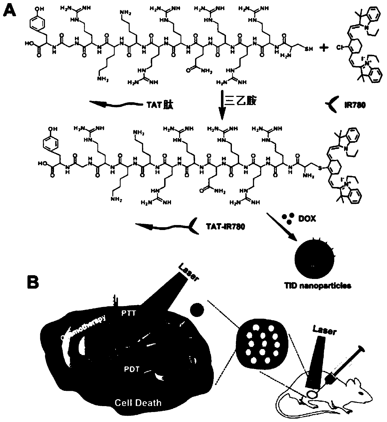 Tumor cell nuclear targeted drug-loading nanoparticle comprising functional polypeptide modified heptamethine cyanine dye and preparation method thereof