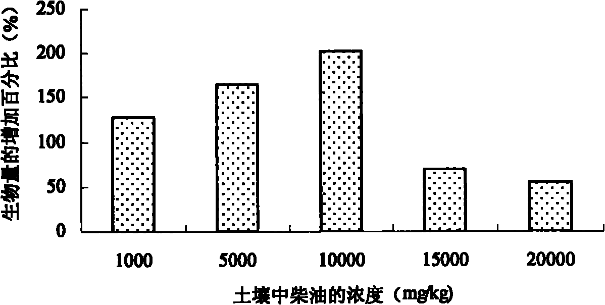 Phytoremediation method for oil polluted wetland