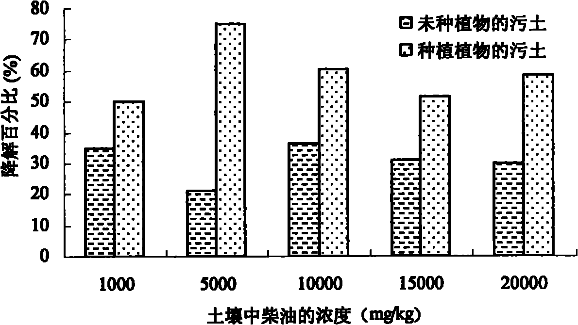 Phytoremediation method for oil polluted wetland