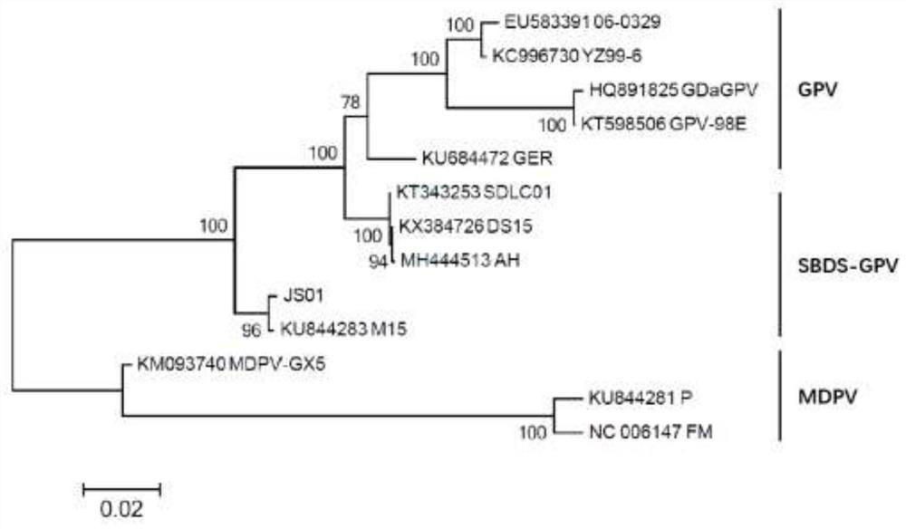 Duck short beak dwarf syndrome gene engineering subunit inactivated vaccine and preparation method thereof