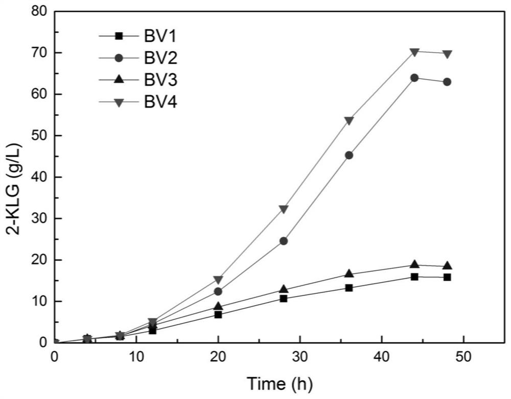 A kind of method for fermenting and producing vitamin C precursor 2-keto-l-gulonic acid