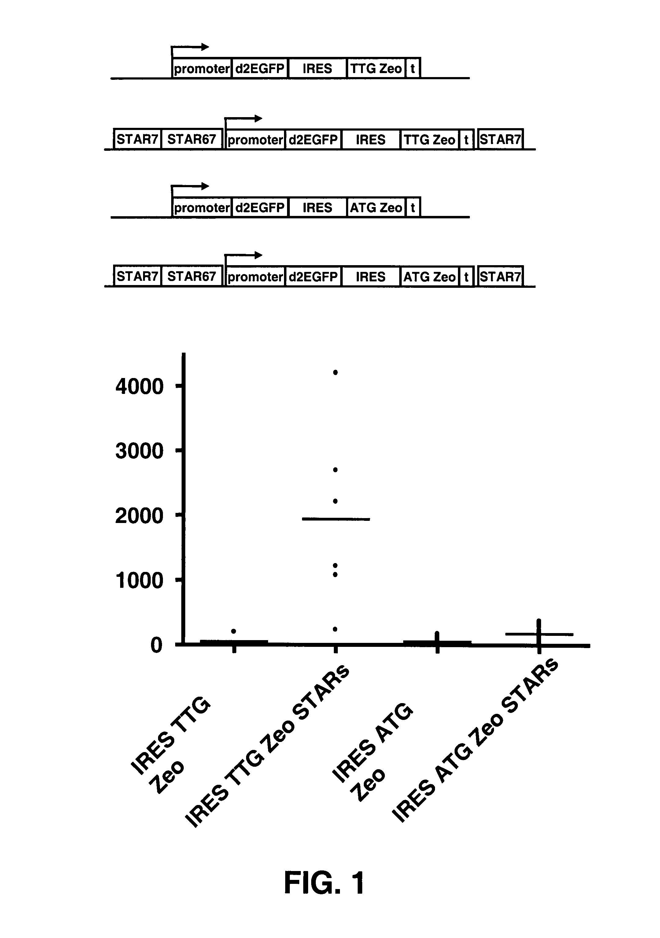 Selection of host cells expressing protein at high levels