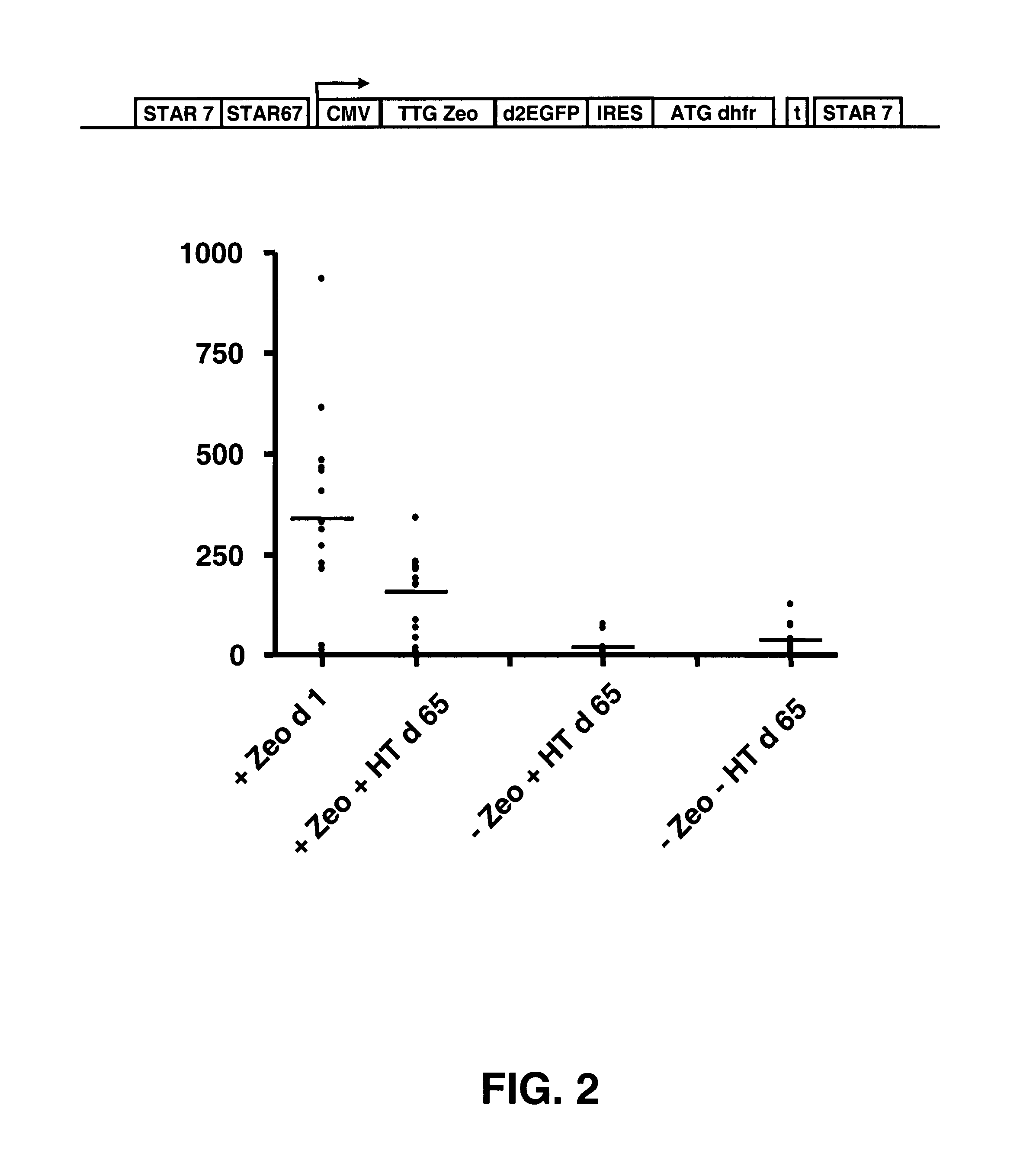 Selection of host cells expressing protein at high levels