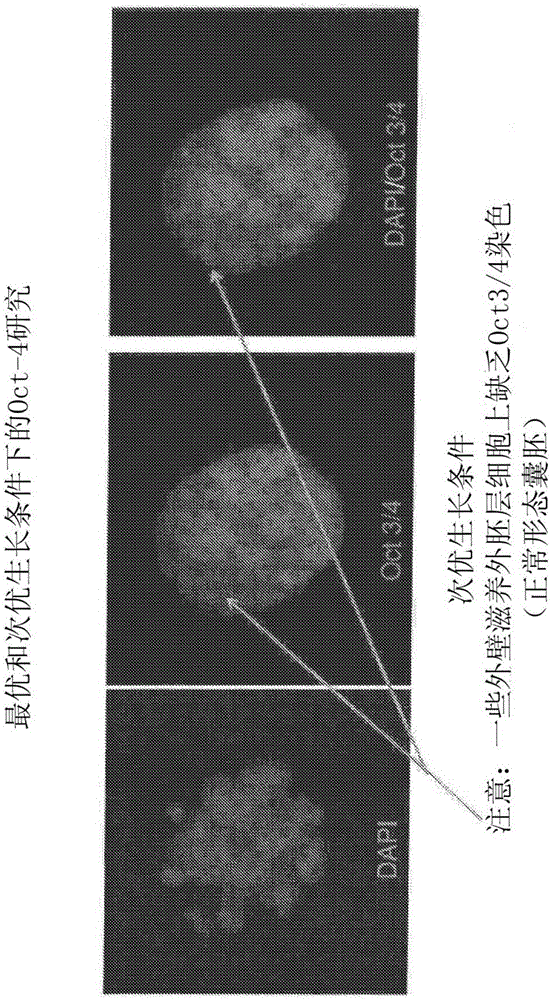 Method and quality control molecular based mouse embryo assay for use with in vitro fertilization technology