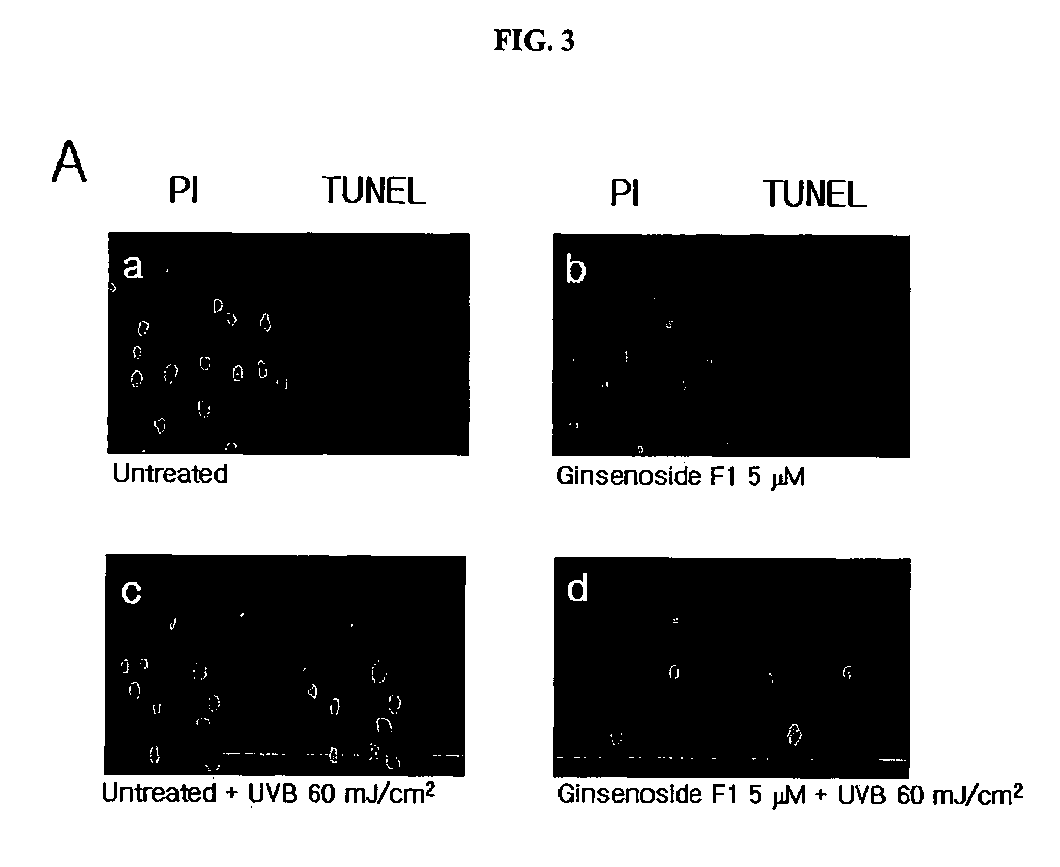 Agent for controlling bcl-2 expression comprising ginsenoside f1 as an active component