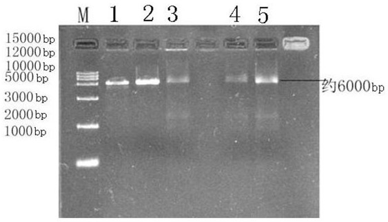 A manganese ion-binding peptide, its screening method, and its affinity performance detection method