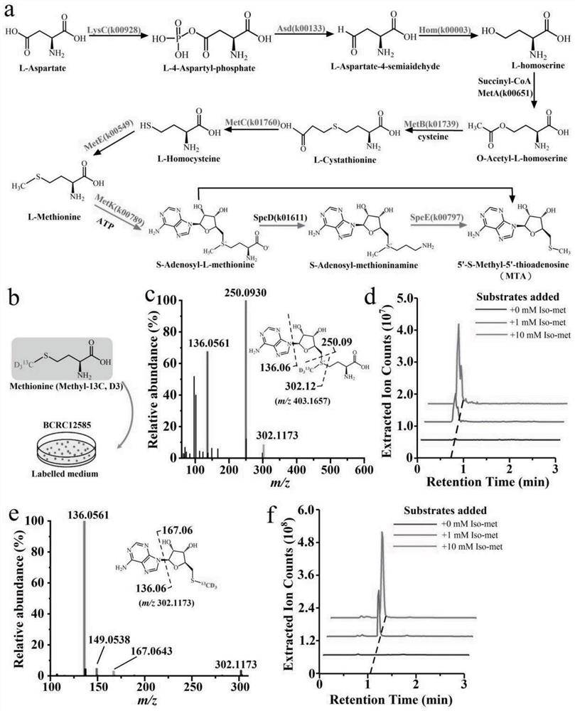 Application of 5 '-methylthioadenosine in preparation of obesity inhibition drugs or health care products