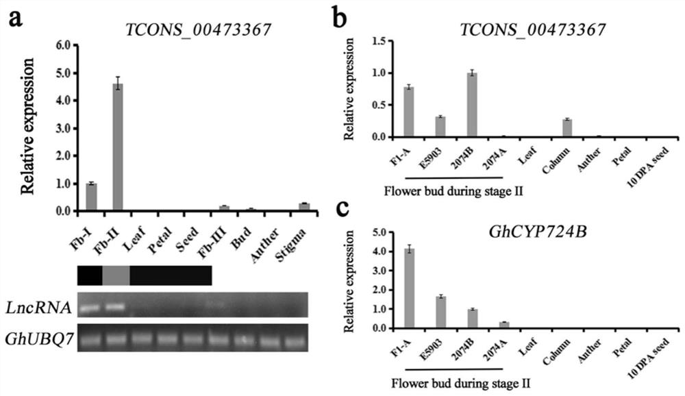 Cotton pollen fertility related long-chain non-coding RNA and application of target gene of cotton pollen fertility related long-chain non-coding RNA