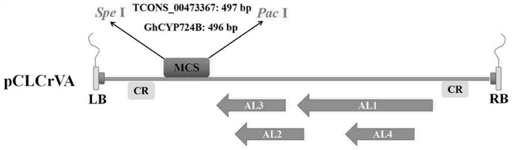 Cotton pollen fertility related long-chain non-coding RNA and application of target gene of cotton pollen fertility related long-chain non-coding RNA