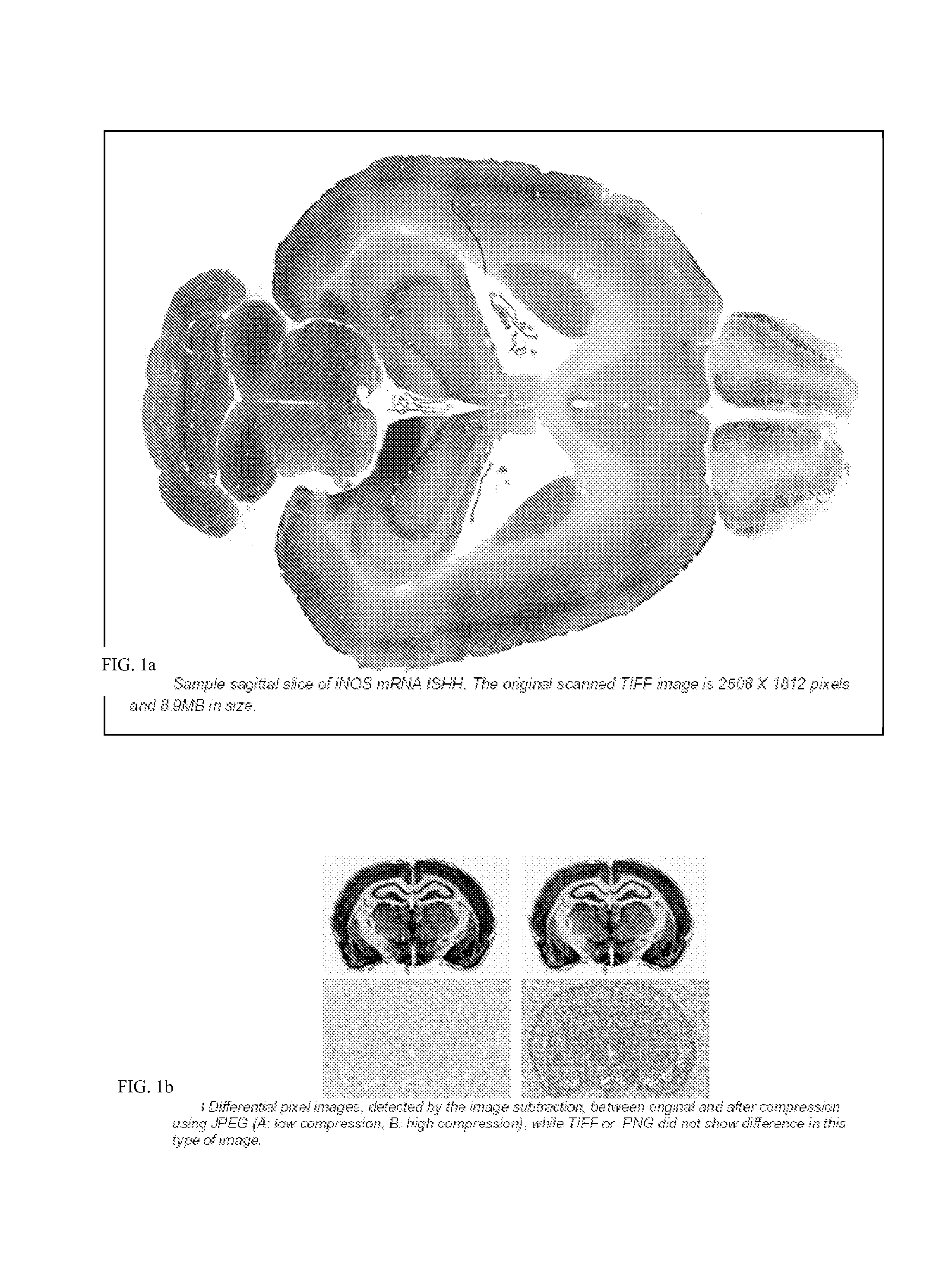 System for Manipulation, Modification and Editing of Images Via Remote Device