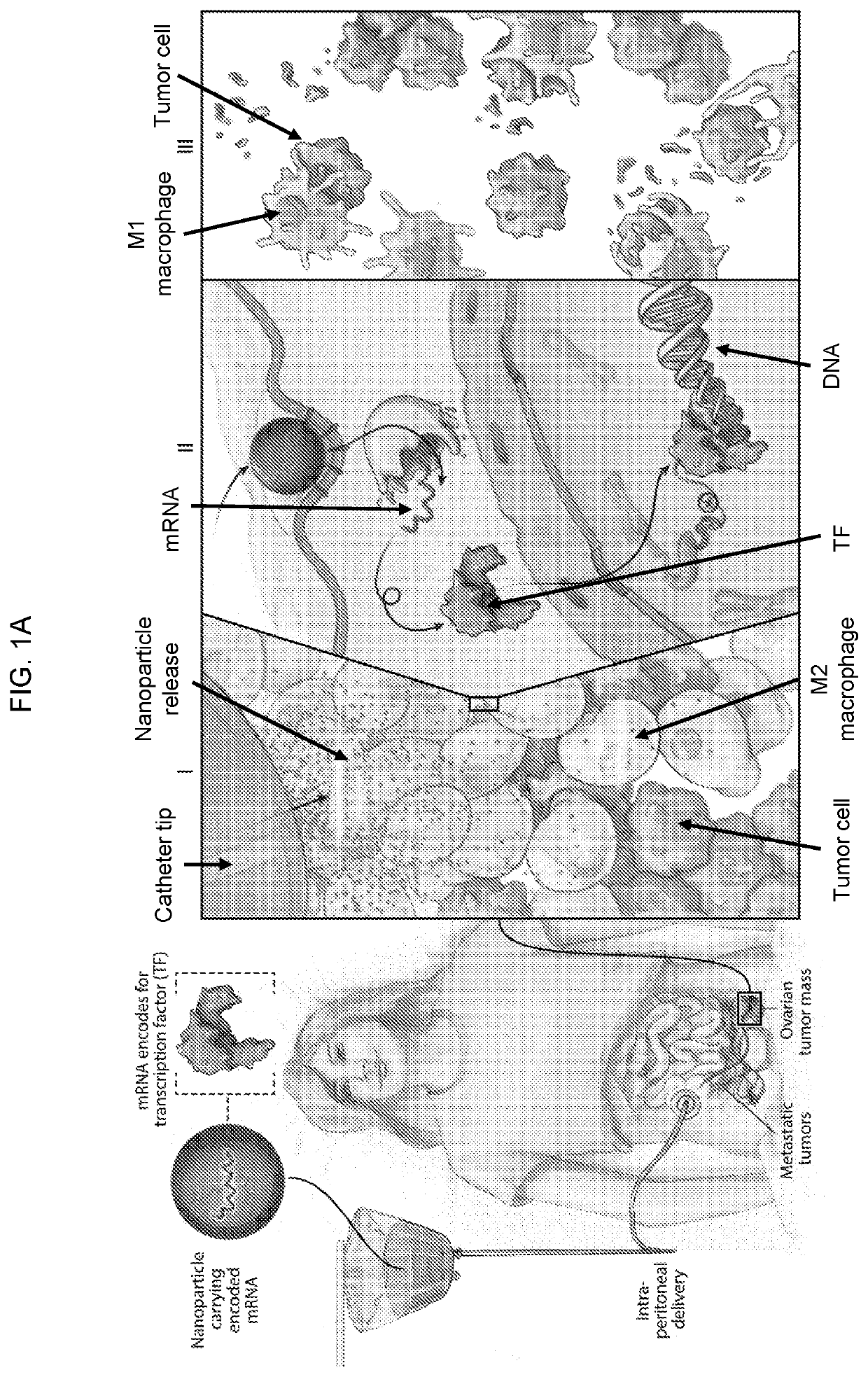 Altering inflammatory states of immune cells in vivo by modulating cellular activation states