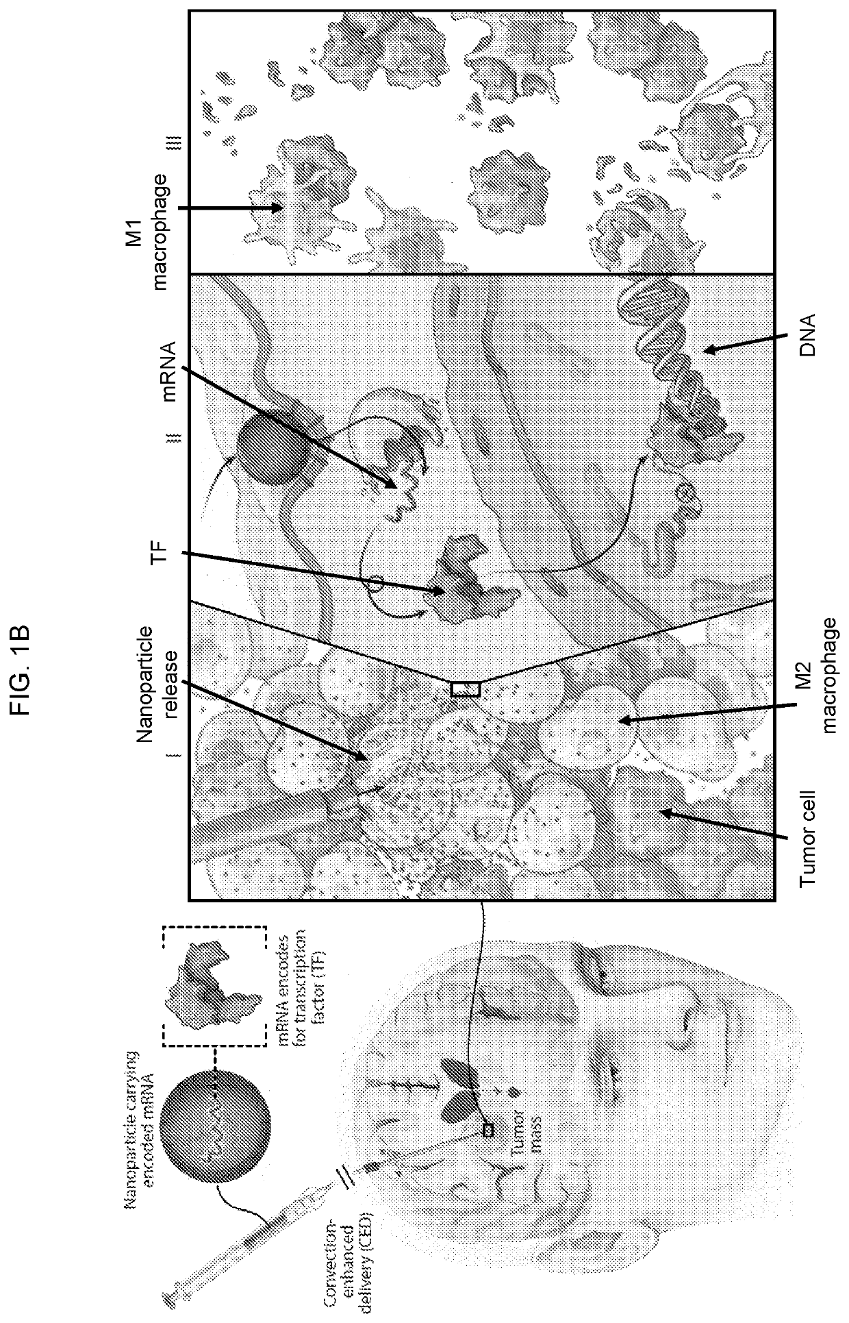 Altering inflammatory states of immune cells in vivo by modulating cellular activation states