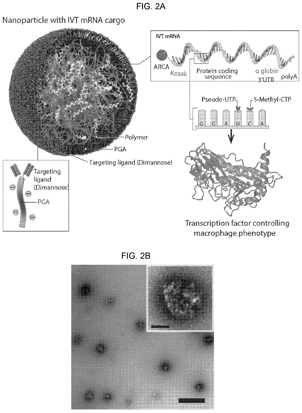 Altering inflammatory states of immune cells in vivo by modulating cellular activation states