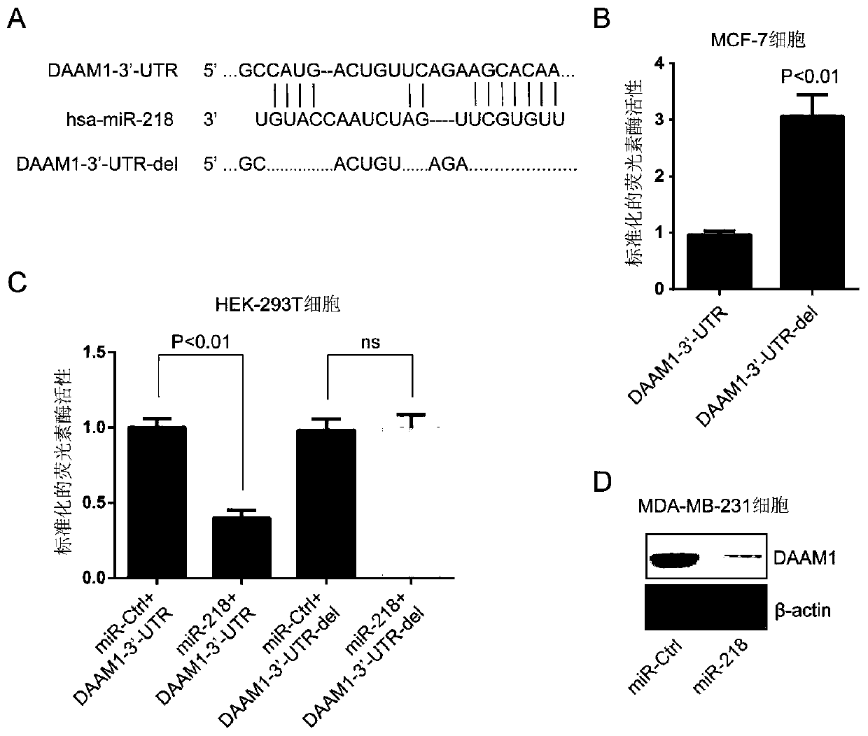 Application of miR-218 in preparing breast cancer chemotherapeutic drug sensitizer