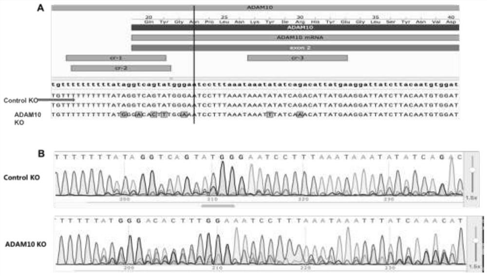 Potential protein capable of serving as Alzheimer's disease drug action target and application thereof