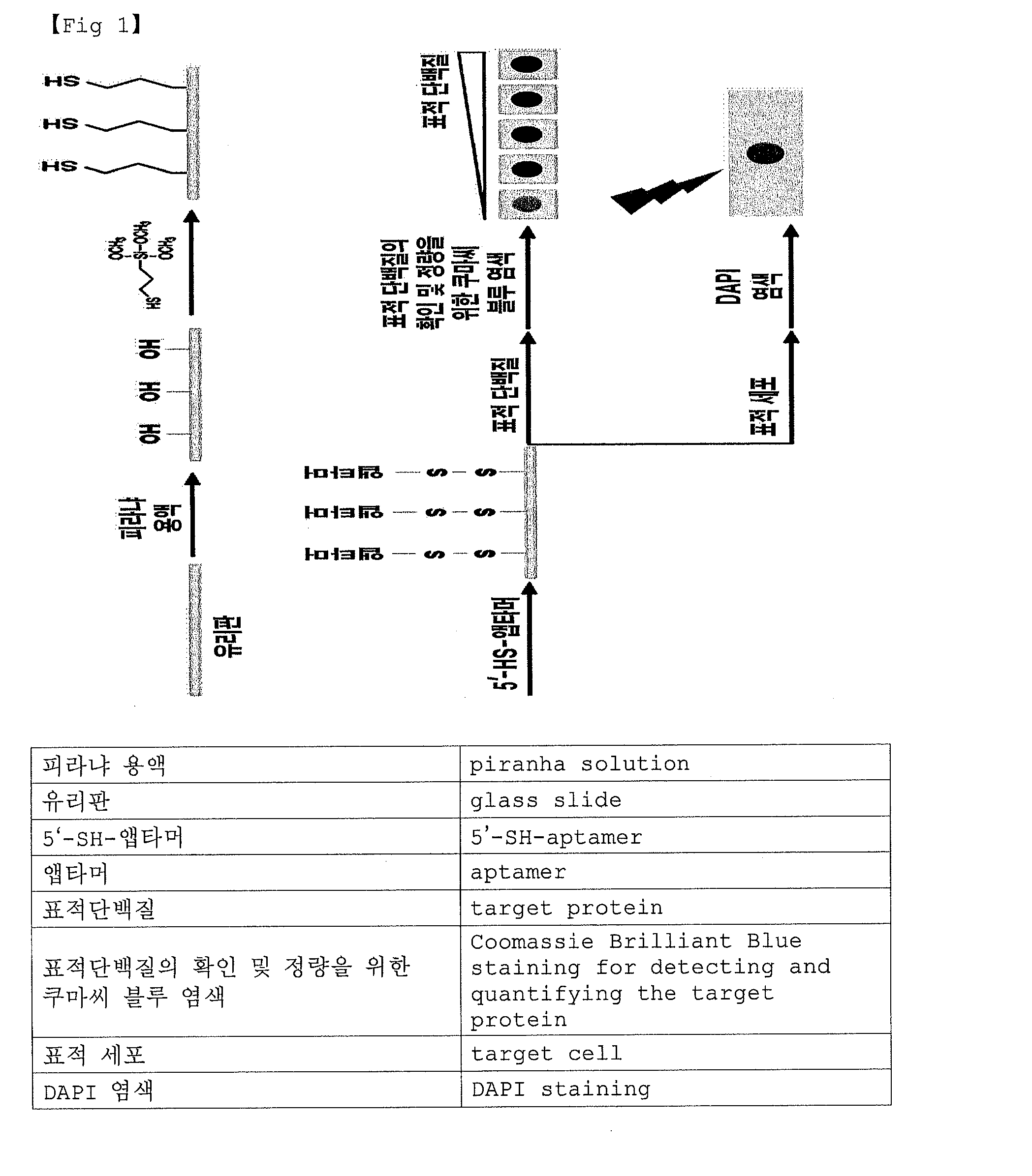 Method for detecting and quantifying a target protein or a target cell using an aptamer chip