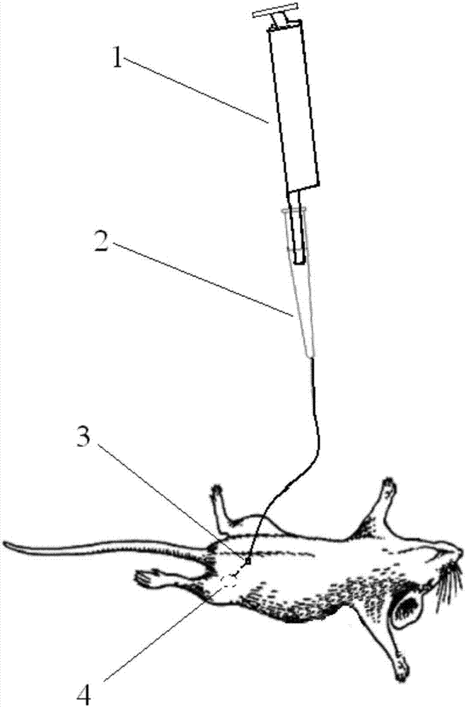 Mouse mammary gland syringe needle and application thereof