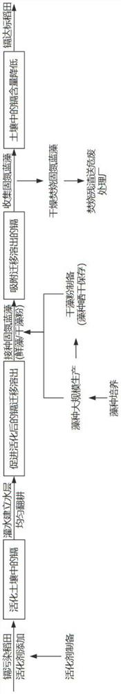 A method for activator synergistic nitrogen-fixing cyanobacteria to remediate cadmium pollution in rice field soil